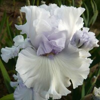 Iris My Ladys Manor