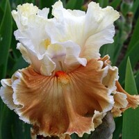Iris Outcaste