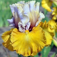 Iris Pirate Queen
