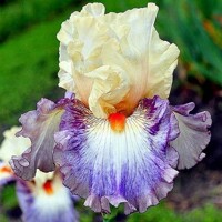 Iris Tango Expres