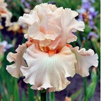 Iris Whisper Her Name