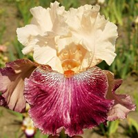 Iris Crowning Dress
