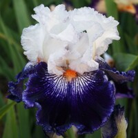 Iris Enigma Code