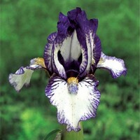 Iris Attack Cat
