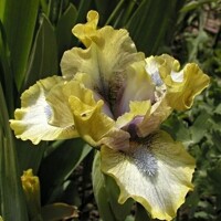 Iris Boozhoo