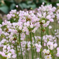 Okrasný cesnak Roseum - 10 ks v balení
