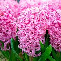 Hyacint Pink Pearl - 3 ks v balení