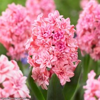Hyacint Spring Beauty 1ks