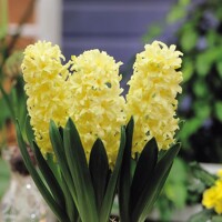 Hyacint Yellow Queen - 3 ks v balení