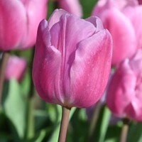 Tulipany AAfke - 5 ks v balení