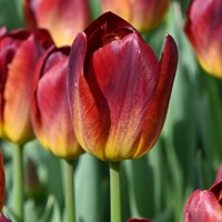 Tulipany Amberglow - 5 ks v balení