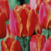 Tulipany Apeldoorn Elite - 5 ks v balení
