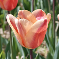 Tulipany Apricot Foxx - 5 ks v balení