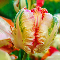 Tulipany Parrot Apricot - 3 ks v balení