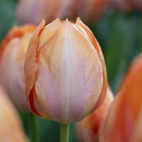 Tulipany Van Eijk Apricot - 5 ks v balení
