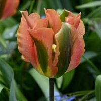 Tulipany Artist - 5 ks v balení