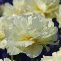 Tulipany Avant Garde - 3 ks v balení