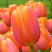 Tulipany Avignon - 3 ks v balení