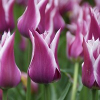 Tulipany Ballade - 5 ks v balení