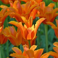 Tulipany Ballerina - 3 ks v balení