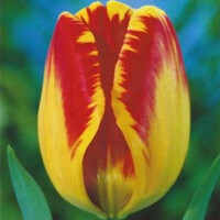 Tulipany Banja Luka - 5 ks v balení