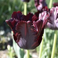 Tulipany Parrot Black - 3 ks v balení