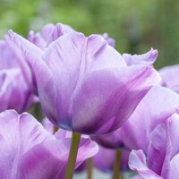 Tulipany Blue Aimable - 3 ks v balení