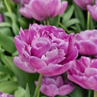 Tulipany Blue Diamond - 3 ks v balení