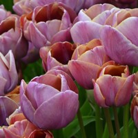 Tulipany Blue Heaven - 3 ks v balení