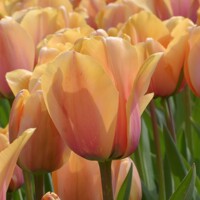 Tulipany Impression Blushing - 5 ks v balení