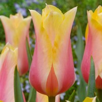 Tulipany Blushing Lady - 5 ks v balení