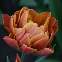 Tulipany Brasil 1ks