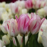 Tulipany mnohokveté Candy Club - 3 ks v balení