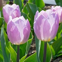 Tulipany Candy Prince - 5 ks v balení