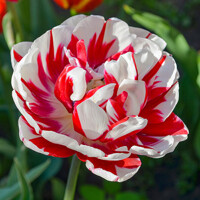 Tulipany Carnaval De Nice - 3 ks v balení