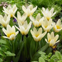 Tulipany Concerto - 5 ks v balení