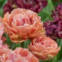 Tulipany Copper Image - 2 ks v balení