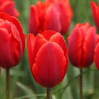 Tulipany Coleur Cardinal - 5 ks v balení
