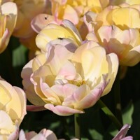 Tulipany Creme Upstar - 5 ks v balení