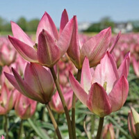 Tulipany mnohokveté Danique - 5 ks v balení