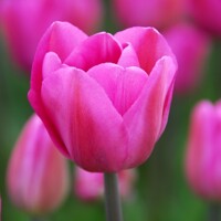 Tulipany Don Quihotte - 5 ks v balení