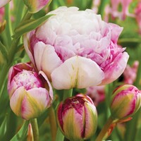 Tulipany mnohokveté Double Surprise - 2 ks v balení