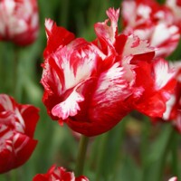 Tulipany Parrot Estella Rijnveld - 3 ks v balení