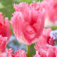 Tulipany Fancy Frills - 5 ks v balení