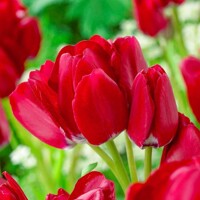 Tulipany mnohokveté Fiery Club - 3 ks v balení