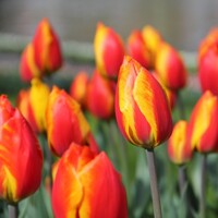 Tulipany Flair - 5 ks v balení