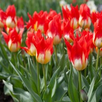 Tulipany Flames Mystery - 5 ks v balení