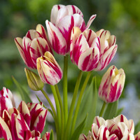 Tulipany mnohokveté Flaming Club - 3 ks v balení