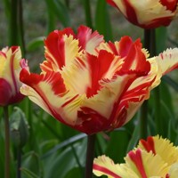 Tulipany Parrot Flaming - 3 ks v balení