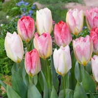 Tulipany Purissima Flaming - 5 ks v balení